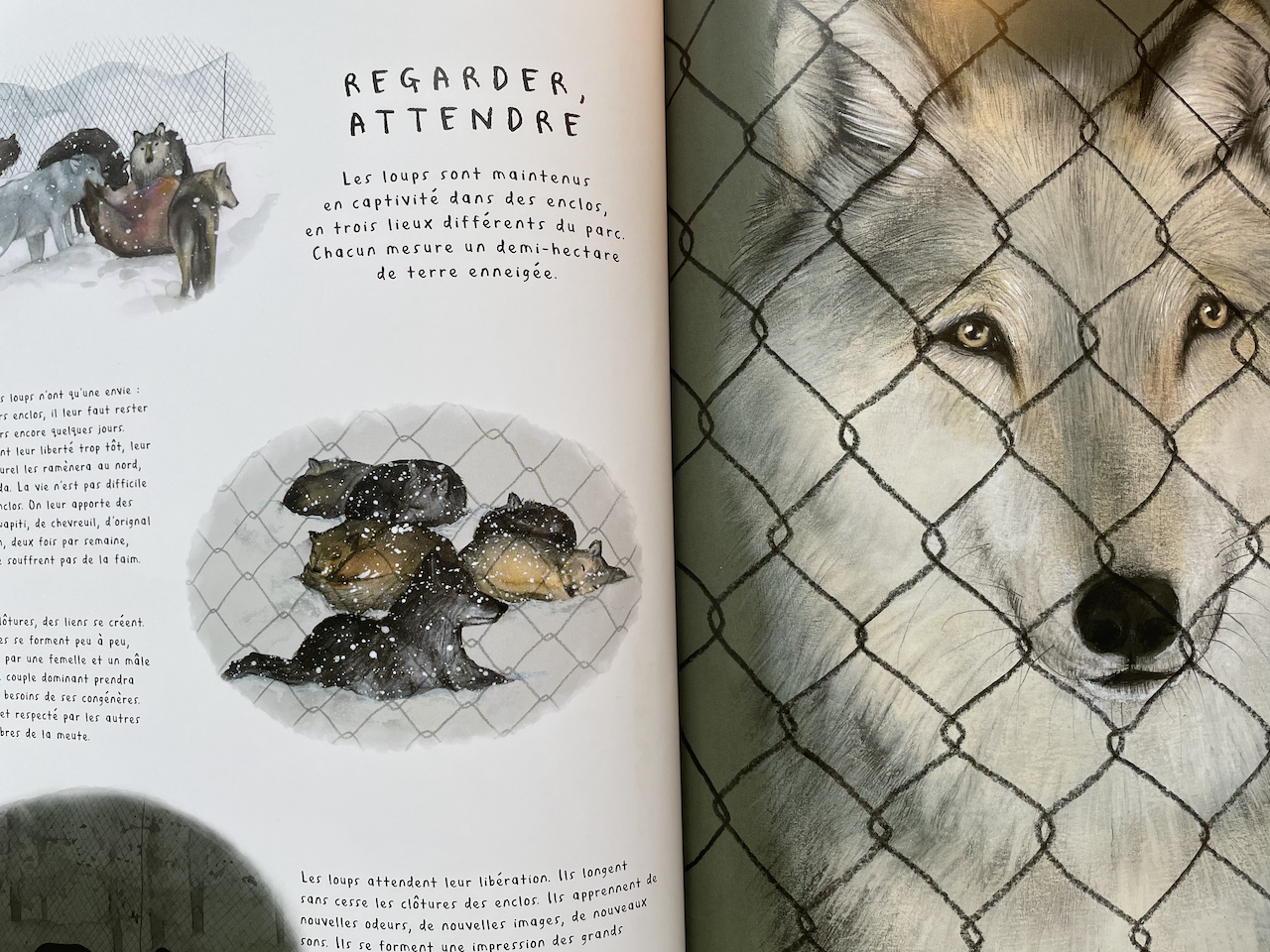 Reading Notes on Fourteen Wolves: A Rewilding Story