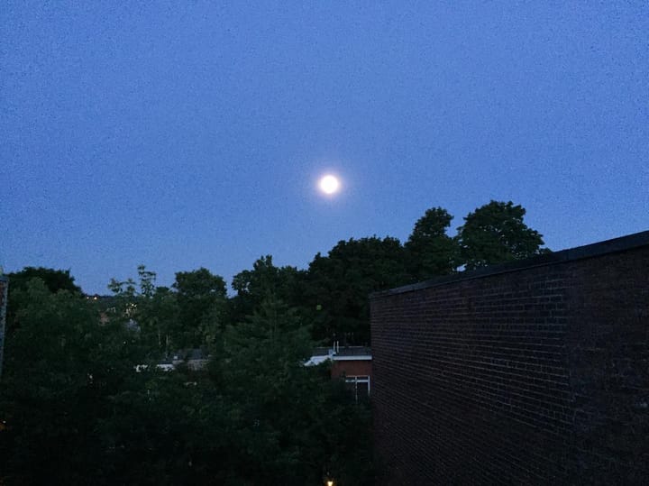 Rabbit moon reflections: the past year in this apartment