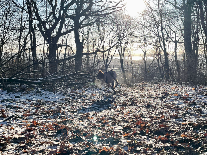 With the city of Montréal on the horizon beyond the bare winter trees, Pippin the Brittany Spaniel tears across snow.